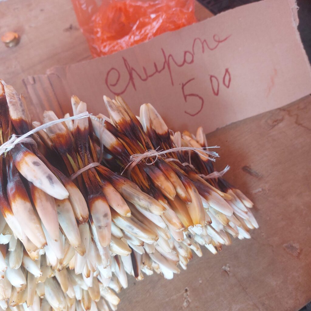 Valdivia: Cultura, História e Arquitetura no Coração Verde do Sul do Chile 20250222 113511